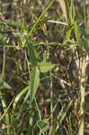 Hairy cowpea